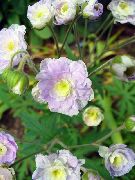 ceriņi Zieds Izturīgas Ģerāniju, Savvaļas Ģerāniju (Geranium) foto