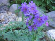 Hardy Γεράνι, Άγρια ​​γεράνι μπλε λουλούδι