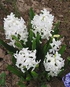 biela Kvetina Holandčina Hyacint (Hyacinthus) fotografie