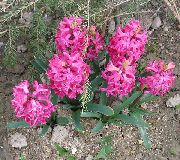 rosa Blume Niederländischen Hyazinthe (Hyacinthus) foto