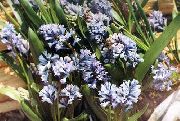 açık mavi çiçek Hyacinthella Pallasiana  fotoğraf
