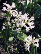 hvid Blomst Hyacinthella Pallasiana  foto