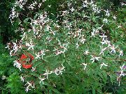 бял Цвете Bowmans Корен,  (Gillenia trifoliata) снимка
