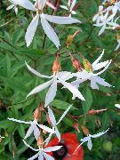biela Kvetina Bowmans Koreň,  (Gillenia trifoliata) fotografie
