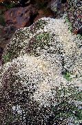 Gypsophila Aretioides hvit Blomst