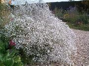 თეთრი ყვავილების Gypsophila (Gypsophila paniculata) ფოტო