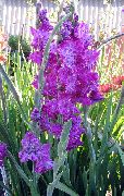 lila Bloem Zwaardlelie (Gladiolus) foto