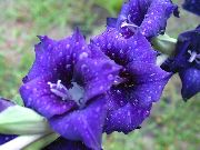 mavi çiçek Glayöl (Gladiolus) fotoğraf