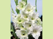 wit Bloem Zwaardlelie (Gladiolus) foto