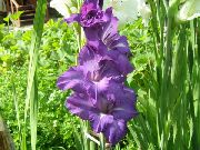 purper Bloem Zwaardlelie (Gladiolus) foto