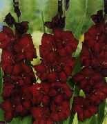 burgundietis Zieds Gladiola (Gladiolus) foto