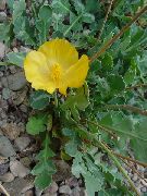 garden flowers yellow Sea Poppy, Horned Poppy Glaucium photos, description, cultivation and planting, care and watering