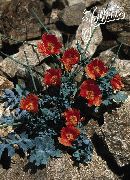 sarkans Zieds Jūra Magoņu, Ragainās Magones (Glaucium) foto