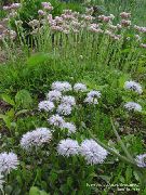 garden flowers white Globe Daisy  Globularia  photos, description, cultivation and planting, care and watering