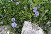 Zeměkoule Sedmikráska světle modrá Květina
