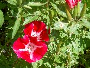 червен Цвете Atlasflower, Сбогом До Пролетта, Godetia  снимка