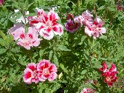 roze Bloem Atlasflower, Afscheid-To-Lente, Godetia  foto