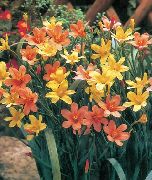 laranja Flor Cape Tulipa (Homeria collina, Moraea collina) foto