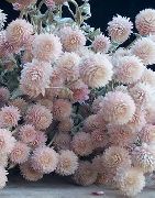 sārts Zieds Globe Amarants (Gomphrena globosa) foto