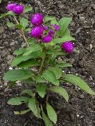 garden flowers purple Globe Amaranth Gomphrena globosa photos, description, cultivation and planting, care and watering