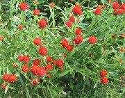 მსოფლიოში Amaranth წითელი ყვავილების