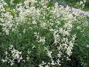 biela Kvetina Obrie Fleeceflower, Biela Fleece Kvet, Biely Drak (Polygonum alpinum, Persicaria polymorpha) fotografie