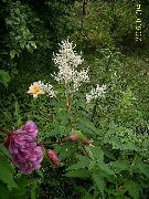 biela Kvetina Obrie Fleeceflower, Biela Fleece Kvet, Biely Drak (Polygonum alpinum, Persicaria polymorpha) fotografie
