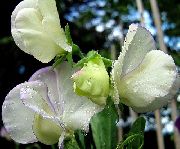 fehér Virág Cukorborsó (Lathyrus odoratus) fénykép