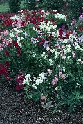 blanco Flor Guisante De Olor (Lathyrus odoratus) foto
