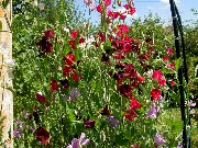 viininpunainen Kukka Tuoksuherne (Lathyrus odoratus) kuva