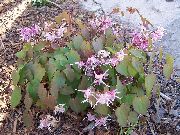 Longspur Epimedium, Barrenwort ceriņi Zieds