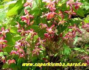 Calcarius Epimedium, Barrenwort rød Blomst