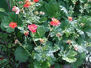 punainen Kukka Lapinvuokko, Geum  kuva