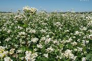 білий Квітка Гречка Посівна (Fagopyrum esculentum) фото