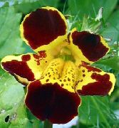 შინდისფერი ყვავილების Monkey Flower (Mimulus) ფოტო