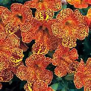 Губастик Гібридний (Мімулюс) помаранчевий Квітка