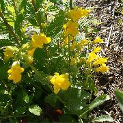 Mimulus Pstre (Mimulyus) żółty Kwiat