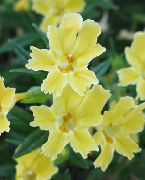 Губастик Помаранчевий (Мімулюс) жовтий Квітка