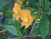 garden flowers orange Sticky Monkeyflower Mimulus aurantiacus photos, description, cultivation and planting, care and watering