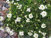 Σαμουά Κάρδαμο λευκό λουλούδι