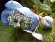 açık mavi çiçek Deinanthe  fotoğraf