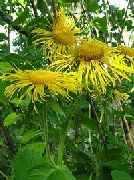 Razmetljiv Elecampagne, Veliki Oman Veličastno rumena Cvet