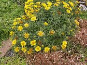 jaune Fleur Swordleaf Inula, Mince Feuilles Elecampagne, Elecampane, Inula À Feuilles Étroites (Inula ensifolia) photo