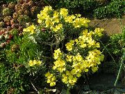 ყვითელი ყვავილების Degenia  ფოტო