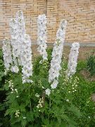 hvit Blomst Delphinium  bilde