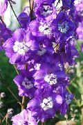 violetti Kukka Kukonkannus (Delphinium) kuva