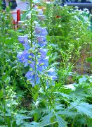 γαλάζιο λουλούδι Άνθος Δελφίνι (Delphinium) φωτογραφία