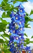 blå Blomst Delphinium  bilde