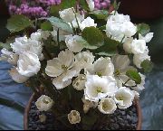 weiß Blume Twinleaf (Jeffersonia dubia) foto