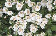 Diascia, Twinspur beyaz çiçek